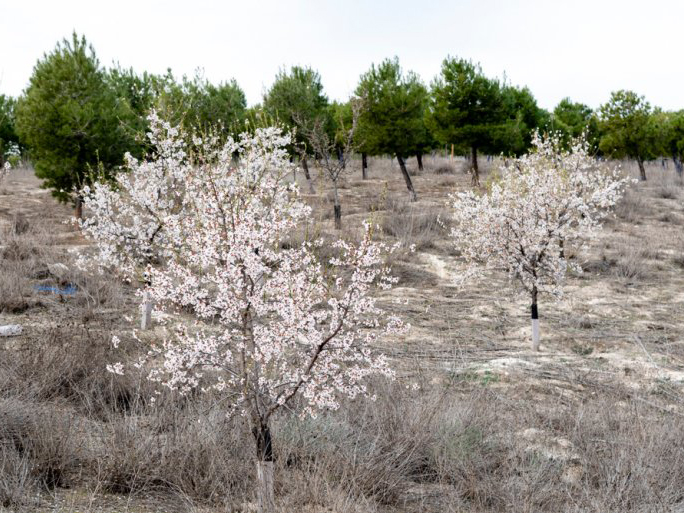 Bosque Scania en Rivas-Vaciamadrid un proyecto sostenible que no deja de crecer